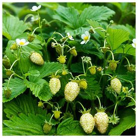 Pineapple Crush, Strawberry Seeds